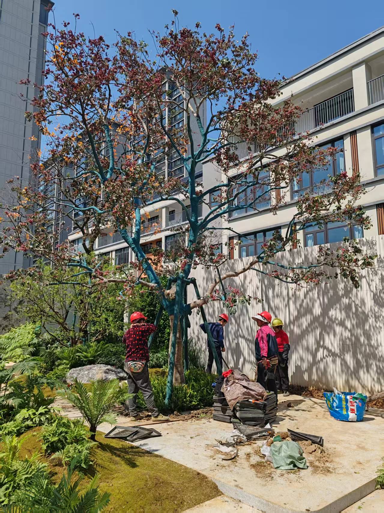 2026-3-12日植树节福州左海锦翠绿化种植 2026-3-12日植树节福州左海锦翠绿化种植